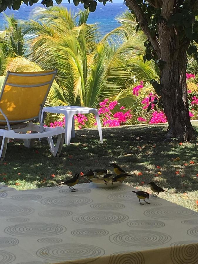 Villa Guadeloupe Saint Francois Acces Mer Piscine Iguana Bay - Villa Zagadi Kültér fotó
